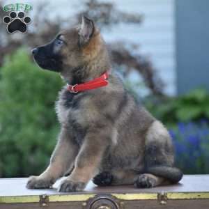 Lucy, German Shepherd Puppy